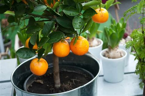 How To Grow And Care For Potted Orange Trees Minneopa Orchards