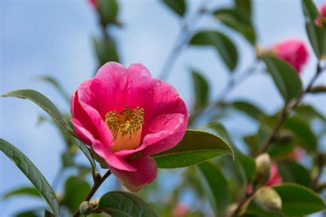 Pink Flowers That Bloom In February 15 Best Spring Flowers Popular