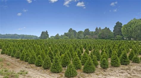 Pine Tree Farm In The Country Stock Photo Image Of Environment Rural