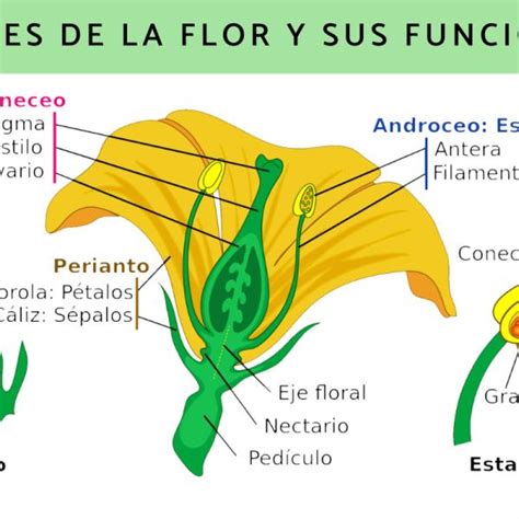 Estructura y formación del androceo de la flor todo lo que debes saber