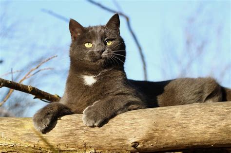 Caring For Your Senior Cat Tips For Keeping Your Feline Friend Healthy