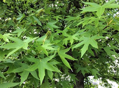 American Sweet Gum Tree An Attractive Plant With Spiky Fruits Dengarden