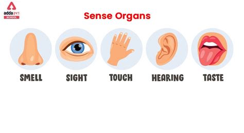 Five Sense Organs Name And Their Functions With Pictures