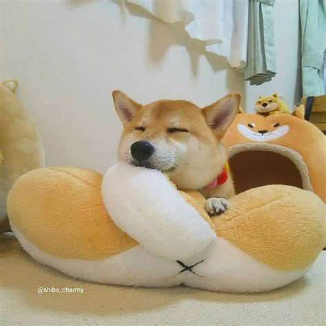 Sleep Well And Have The Sweetest Of Dreams My Shibe Woof ♥ Woof A