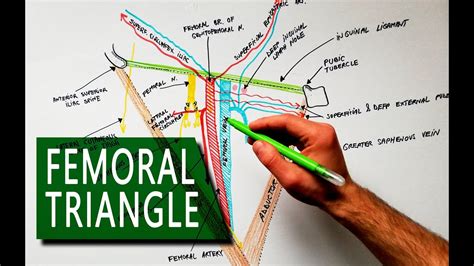 Femoral Triangle Boundaries And Contents Anatomy Tutorial Youtube