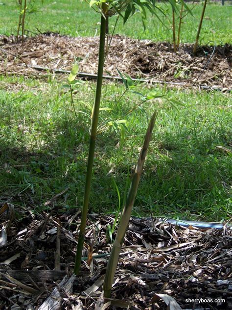 Green Hedge Clumping Bamboo A Fast Effective Barrier Plant Bamboo