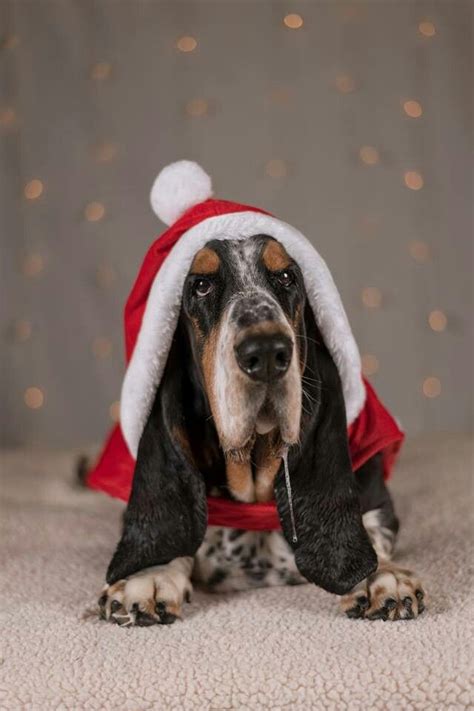 Christmas Basset Hound Dogsfunnychristmas Basset Dog Basset Puppies