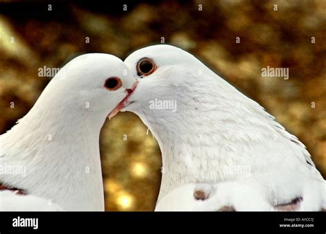 Two White Pigeons Kissing Or Feeding Each Other Almost Resembling A
