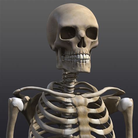 Human Skeleton 3d Xsi