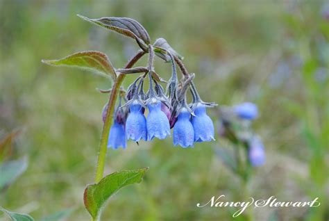 Pin By Nancy Stewart Photography On Flowers Nature Scenes Bluebells