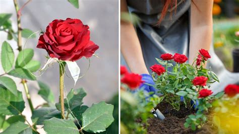 How To Plant The Perfect Roses In Fall Garden Beds