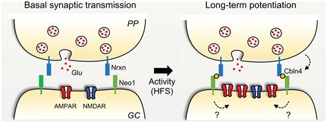 Unique Transsynaptic Complexes Enable Long Term Synaptic Plasticity In