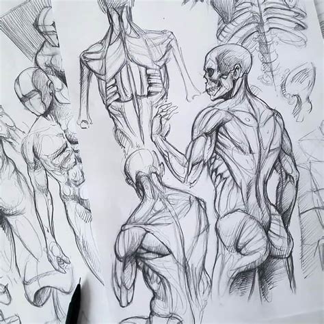 Human Anatomy Pencil Drawing Human Body Parts Pencil Drawing