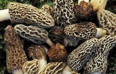 13 Common Mushrooms In Illinois Plant Grower Report