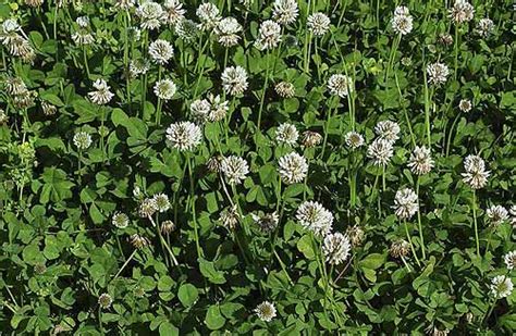 Clover White Trifolium Repens Organically Grown Flower Seeds