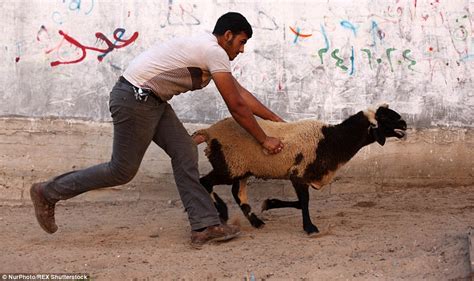 Muslims Sacrifice Cattle In Celebration Of Eid Al Adha Daily Mail Online
