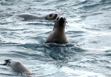 Seals Of The Seal Rock Photo By Prerna Jain — National Geographic Your