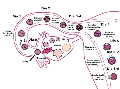 Esquema Del Desarrollo Embrionario ¡fotos And Guía 2021