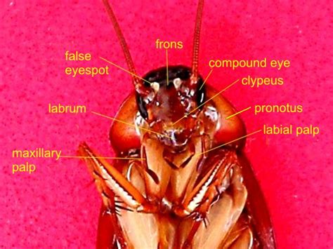 Cockroach Anatomy And Dissection