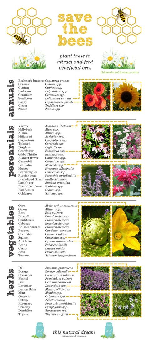 Bee friendly flowers and plants. save the bees by creating a bee friendly garden | Bee ...