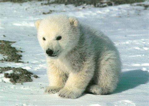 Polar Bears Bloglet