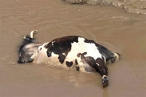 Dead Cow Has Reemerged In Bridgwaters River Parrett And It Stinks