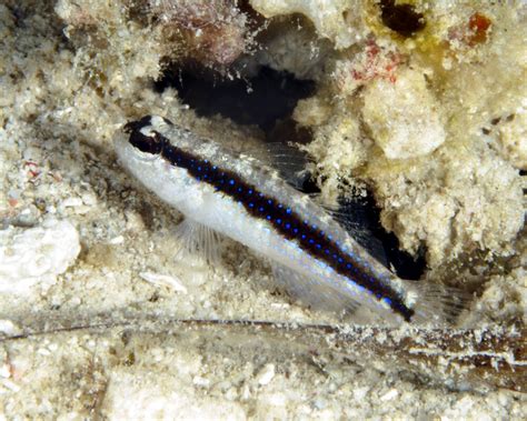 Le Gobie Rayé à Points Bleus Asterropteryx Striata Poissons Marins