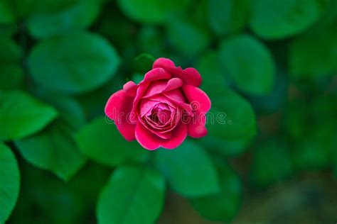Beautiful Roses Are In Full Bloom In The Garden Stock Photo Image Of