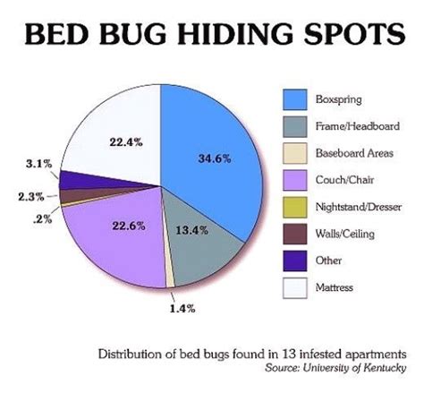 How To Identify Bedbugs And Distinguish Them From Other Pests