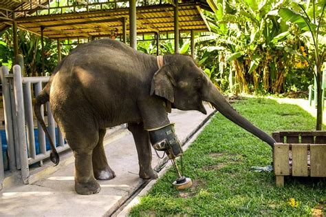 Elephant Lost Her Leg To A Landmine—now Watch The Incredible Moment She