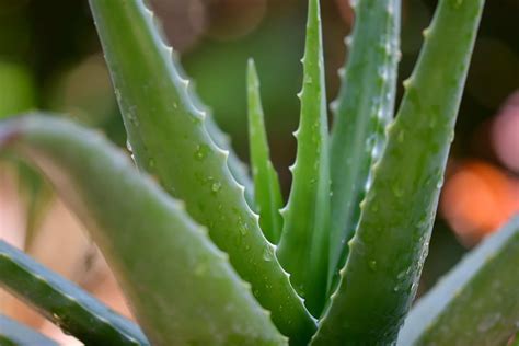 Aloe Vera And Its Soothing Properties Eat The Planet