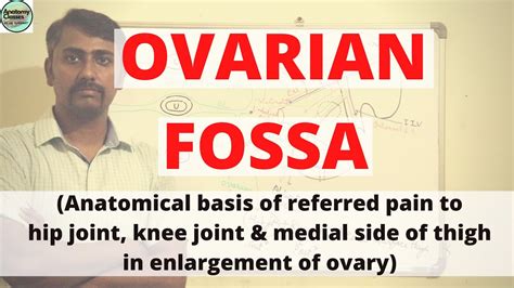 Ovarian Fossa Anatomical Basis Of Referred Pain To Hip Joint Knee