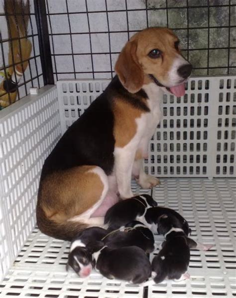 Beagle Puppies Pictures Puppies Dog Breed Information