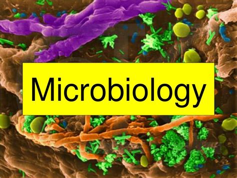 Ppt Microbiology Powerpoint Presentation Free Download Id280861