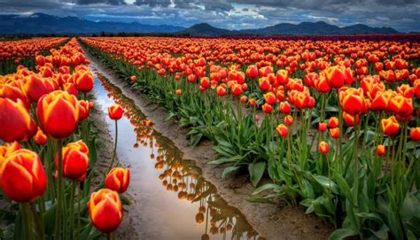 Hermosas Fotografías De Campos De Tulipanes En México