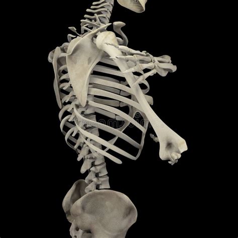 Human Skeleton Under The X Rays Isolated On Black Background Stock