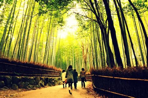 Sagano Bamboo Forest Japan 20 Unbelievably Beautiful Places