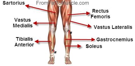 Leg Muscles Diagram Front Diagram Of My Knee Pain Just Thought I