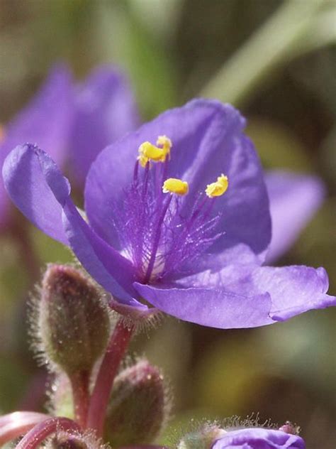 We have an extensive collection of stock photography, inculding texas wildflowers, big bend national park, landscapes, and insects. 17 Best images about Flowers of Texas on Pinterest | Sun ...