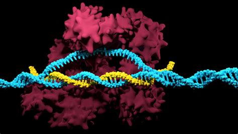Crispr Based Gene Editing Approach Destroys Cancer Cells Vm Med