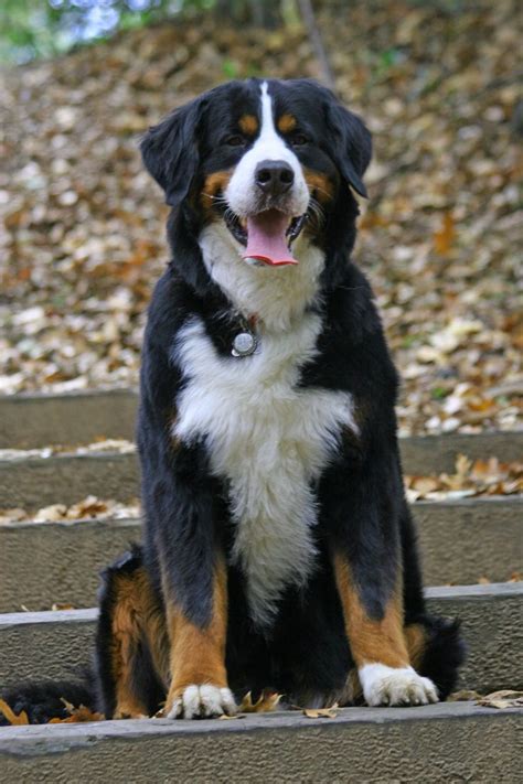 197 Best Images About Bernese Mountain Dog On Pinterest