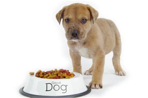 If your dog won't eat the food, try again the next day. Pet Your Dog | Foods You Should Never Feed Your Dog With