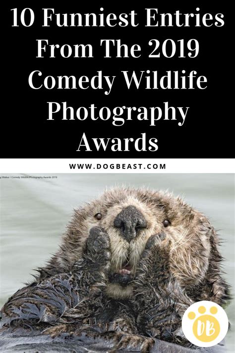 10 Funniest Entries From The 2019 Comedy Wildlife Photography Awards