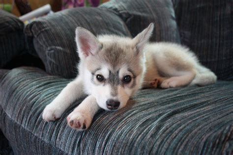 30 Best Images About Miniature Siberian Husky On Pinterest