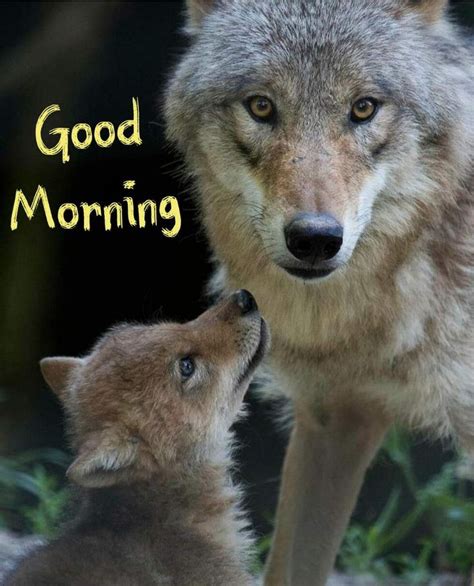 40 Good Morning Wolf Images Good Morning Wishes