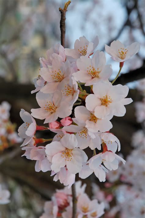 Sakura Flowers Japanese Cherry Blossoms Flowers