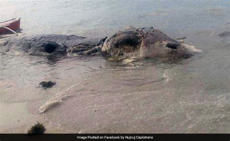 Mysterious 32 Foot Sea Creature Washes Up On Beach See Pics
