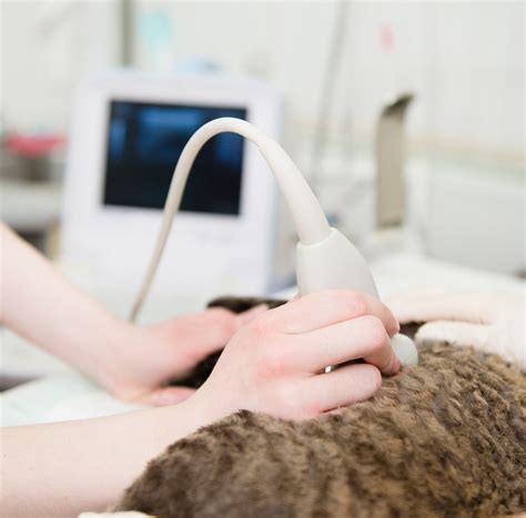 Veterinary Ultrasonography In Richmond Va John Rolfe Animal Hospital