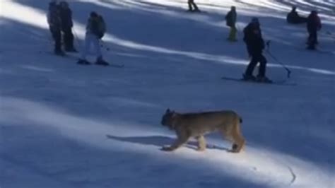 Watch A Rare Lynx Saunters Across A Colorado Ski Slope The Denver Post