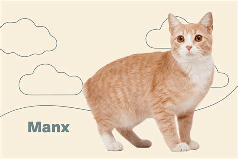 Manx Cat Breed Information And Characteristics